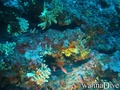 scuba diving photo