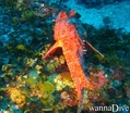 scuba diving photo