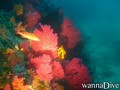 scuba diving photo