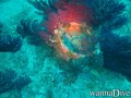 scuba diving photo