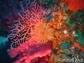 scuba diving photo