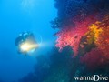 scuba diving photo