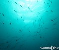 scuba diving photo