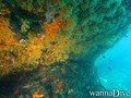 scuba diving photo