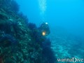 scuba diving photo