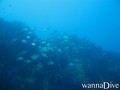 scuba diving photo