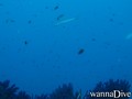 scuba diving photo
