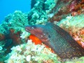 scuba diving photo