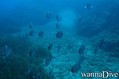 scuba diving photo