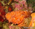 scuba diving photo