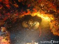 scuba diving photo