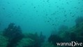 scuba diving photo