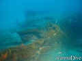 scuba diving photo