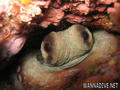 scuba diving photo