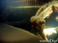 scuba diving photo