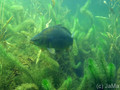 scuba diving photo