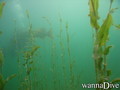 scuba diving photo