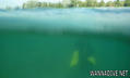 scuba diving photo