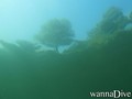 scuba diving photo