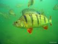 scuba diving photo