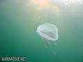 scuba diving photo