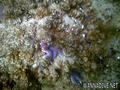 scuba diving photo