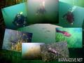 scuba diving photo