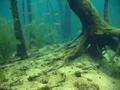 scuba diving photo