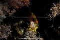 scuba diving photo