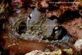 scuba diving photo