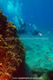 scuba diving photo