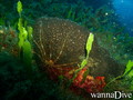 scuba diving photo