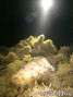 scuba diving photo