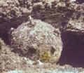 scuba diving photo