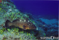 scuba diving photo