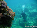 scuba diving photo