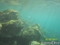 scuba diving photo