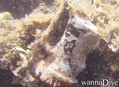 scuba diving photo