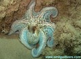 scuba diving photo