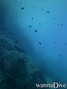 scuba diving photo