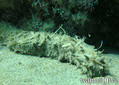 scuba diving photo