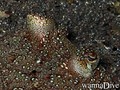 scuba diving photo