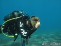 scuba diving photo