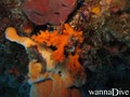 scuba diving photo