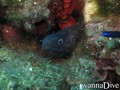 scuba diving photo