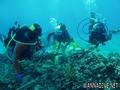 scuba diving photo
