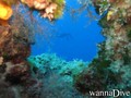 scuba diving photo