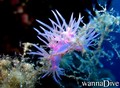 scuba diving photo