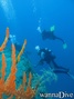 scuba diving photo
