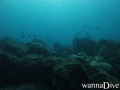 scuba diving photo